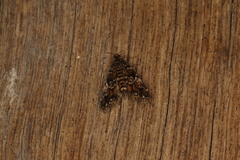 Elophila responsalis