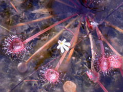 Utricularia holtzei