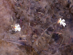Utricularia holtzei