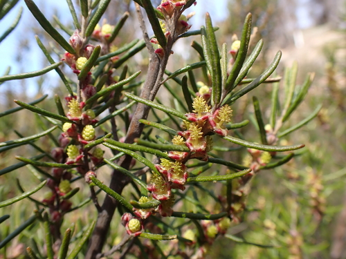 Image of Bertya tasmanica by (c) Nina Kerr, some rights reserved (CC BY)