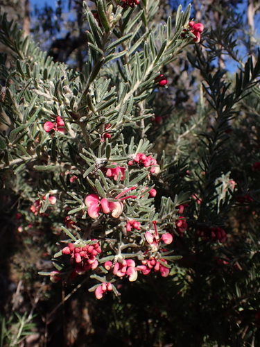 Grevillea lanigera