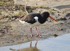 Haematopus ostralegus