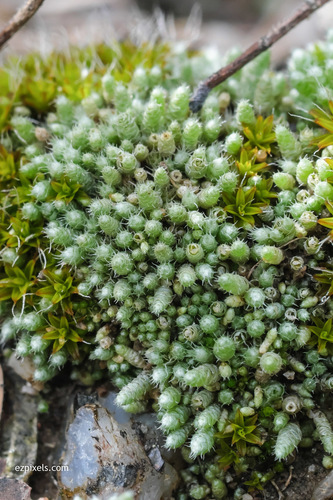 Bryum argenteum
