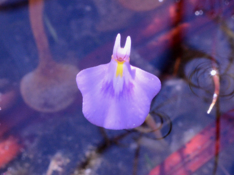 Utricularia hamiltonii