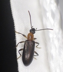 Statira