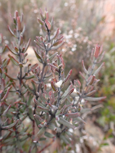 Prostanthera phylicifolia, photograph 3
