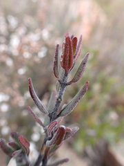 Prostanthera phylicifolia, photograph (c) Nina Kerr, some rights reserved (CC BY)