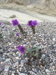 Phacelia calthifolia