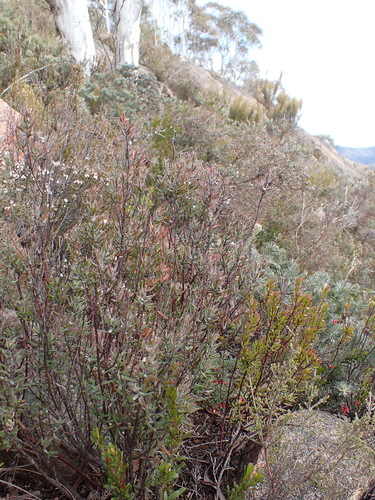 Prostanthera phylicifolia, photograph 1