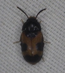 Mycetophagus punctatus