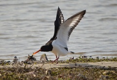 Haematopus ostralegus