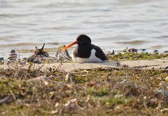Haematopus ostralegus