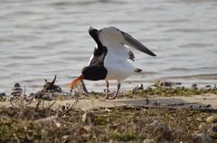 Haematopus ostralegus
