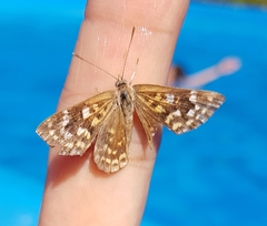 Aricoris indistincta