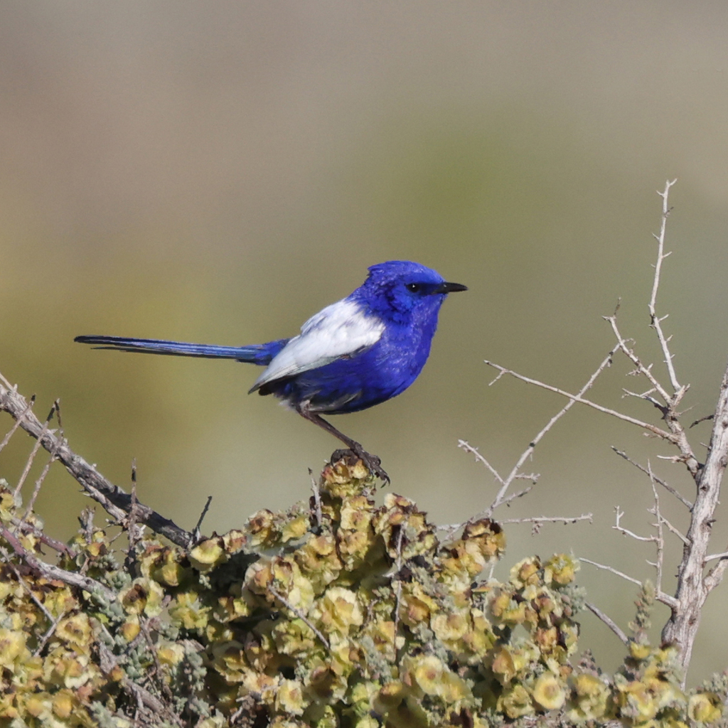 White-winged Fairywren