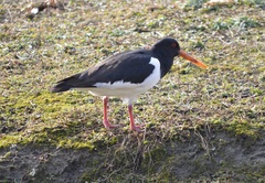 Haematopus ostralegus