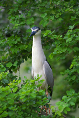 Nycticorax nycticorax