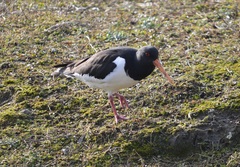 Haematopus ostralegus