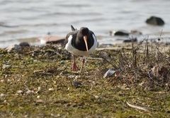 Haematopus ostralegus