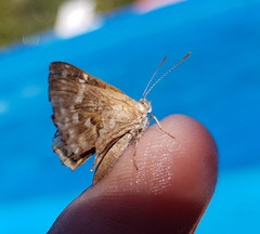 Aricoris indistincta