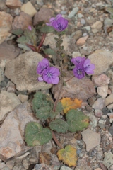 Phacelia calthifolia