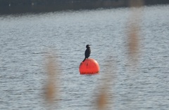 Phalacrocorax carbo