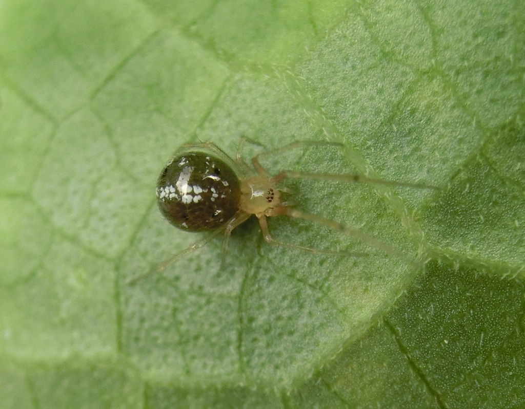 Cobweb Spiders from 台灣彰化縣 on August 31, 2023 at 03:08 PM by r88621108 ...