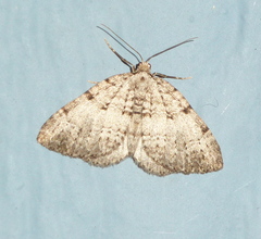 Perizoma curvilinea