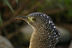 Gorsachius melanolophus