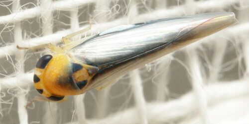 Dialecticopteryx australica, 2023-08-30
