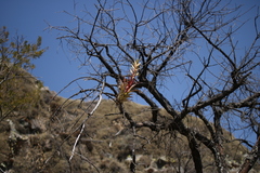 Tillandsia fasciculata