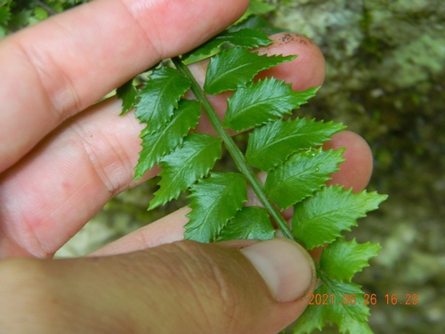 Hollyleaf fringedfern (Lomariopsis kunzeana)