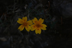 Bidens ocellata