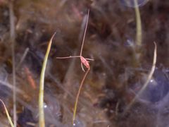 Utricularia capilliflora