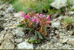 Pedicularis kerneri