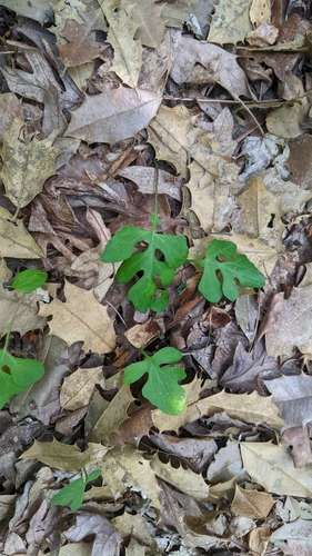 Image of Nabalus serpentaria by (c) Erin Lalime, some rights reserved (CC BY)
