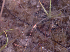 Utricularia capilliflora