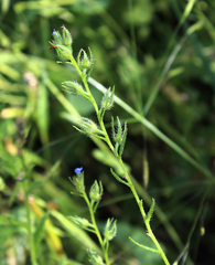 Anchusa arvensis orientalis