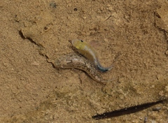 Cyprinodon salinus salinus