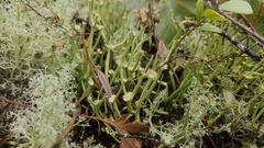 Cladonia maxima image