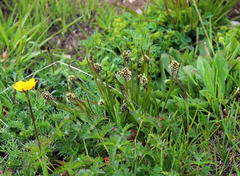 Luzula stenophylla