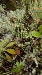 Cladonia maxima image