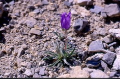 Campanula alpestris