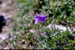 Campanula alpestris