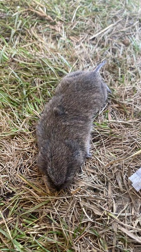 Plateau Vole (Neodon fuscus) — Least Concern Mammalia