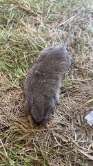 Plateau Vole photo 1