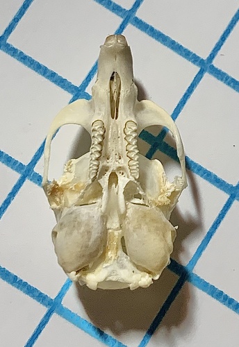 Kolan vole (Caryomys inez) — Least Concern Mammalia