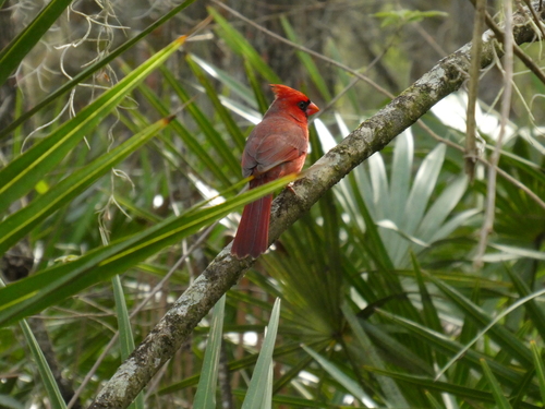 Cardinalis image
