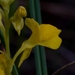 Utricularia odorata - Photo (c) Zig, algunos derechos reservados (CC BY-NC-ND), subido por Zig