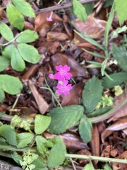 Atocion armeria image